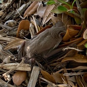 Meet your Posher, Ross